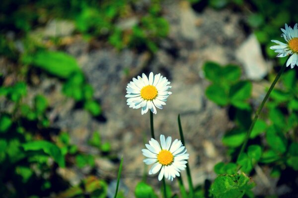 Chamomile flowers close-up