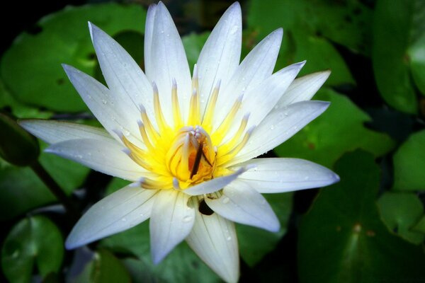 Lotus blanc avec un milieu jaune vif