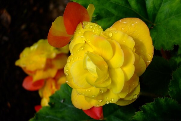 Yellow bush flower with red accents