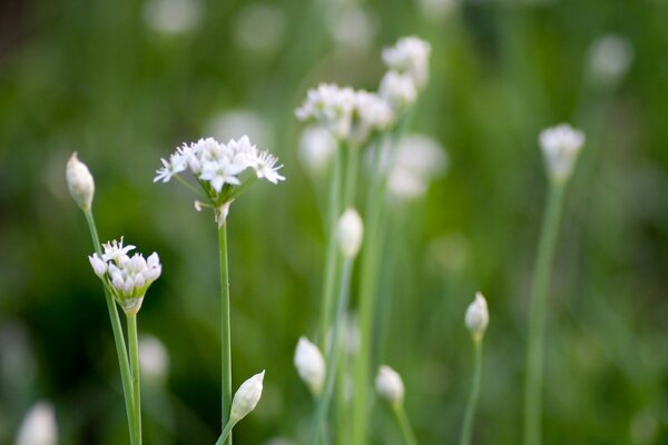 Fleurs blanches sur fond flou