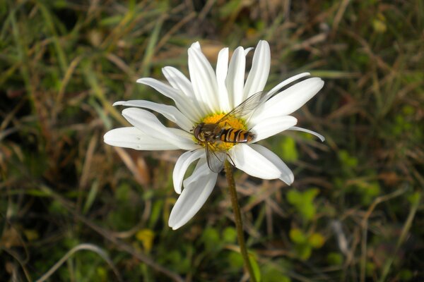 A bee collects chamomile nectar