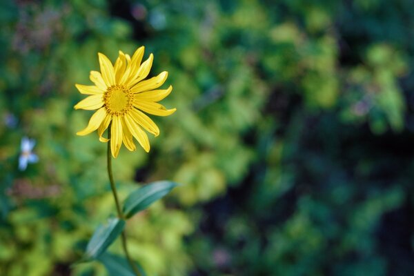 Zarte gelbe Blume auf grünem Blatthintergrund