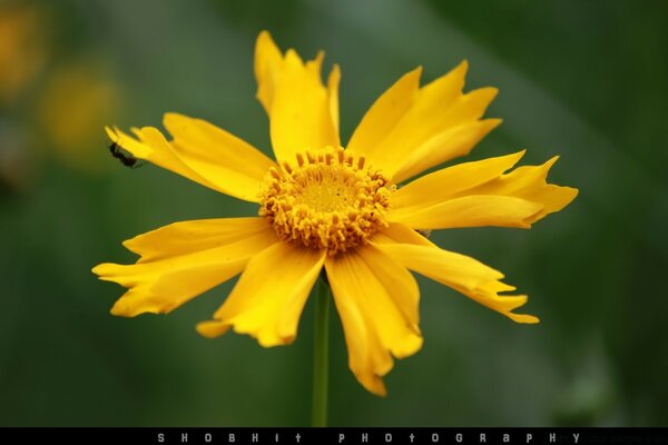 Una flor naranja grande