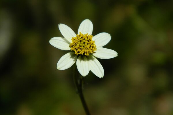 Weiße Blume auf verschwommenem Hintergrund