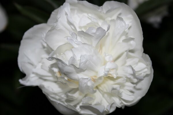 A very unusual rose on a black background