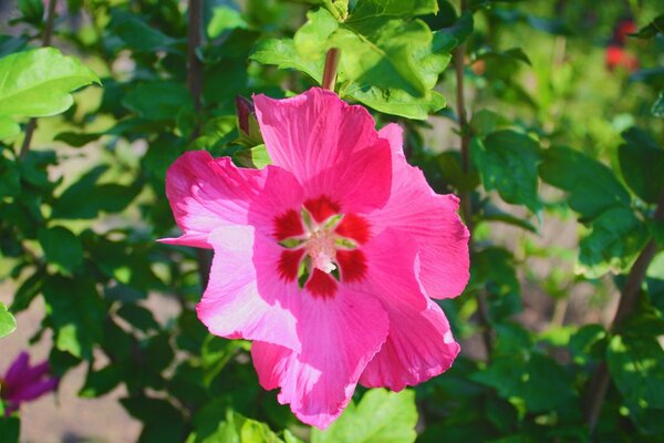 Flor rosa brillante sobre fondo verde