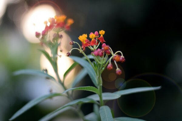 Fotografia macro di fiori variegati su steli