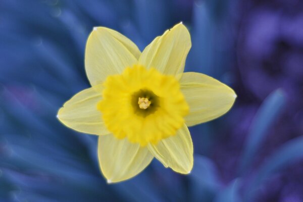 Yellow narcissus on a blue background