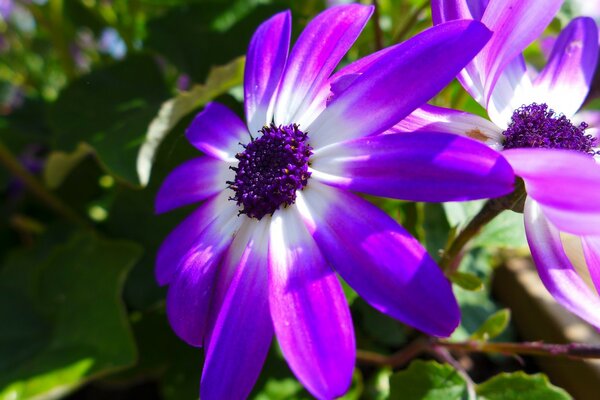 Fiore viola con metà bianca