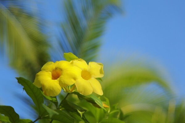 Flores amarelas nos raios do verão