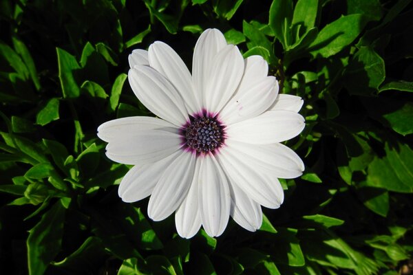 Flor blanca sobre fondo de hojas verdes