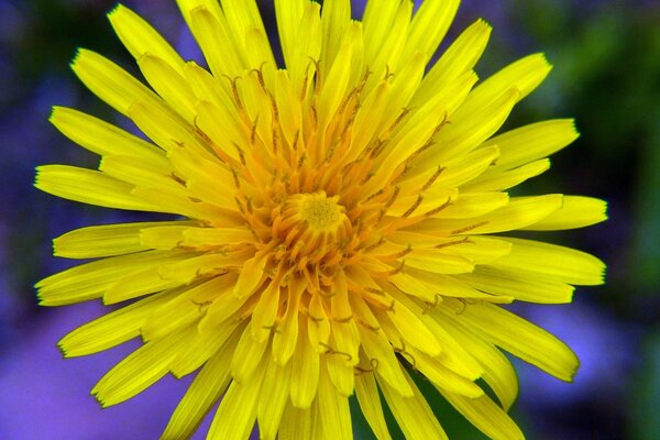 Pissenlit jaune vif en été