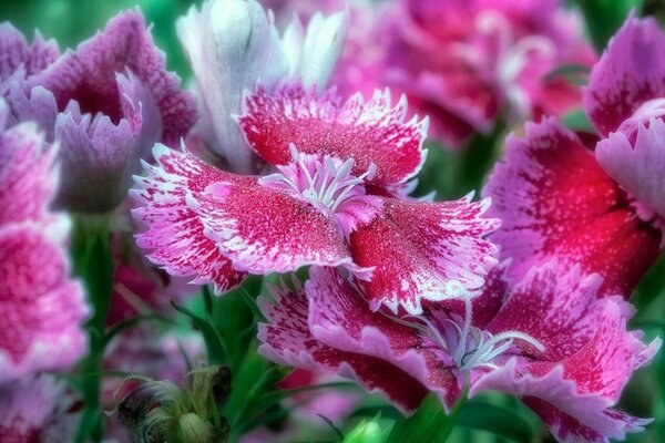 Schöne Blumen in der Natur mit einem schönen Schatten