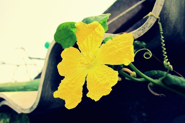 Yellow flower on a tile