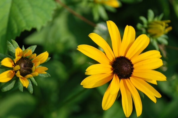 Leuchtend gelbe Blumen auf grünem Hintergrund