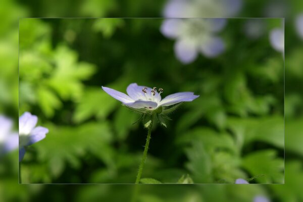 Macro fotografía de una flor silvestre lila