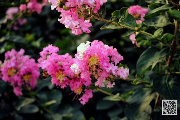 Große rosa Blütenstände auf einem Hintergrund von Laub