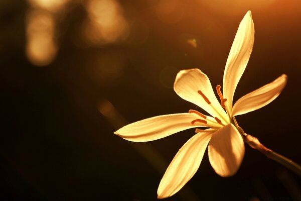 Desktop-Hintergrund gelbe Blume