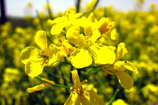 A scattering of wild yellow flowers