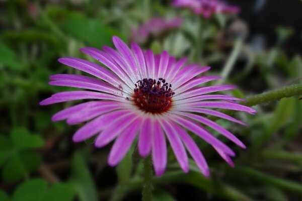 Lila Blume mit kleinen Blütenblättern