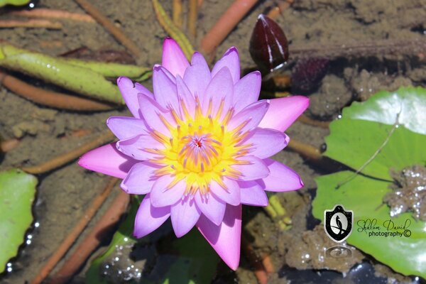 Flor de lótus brilhante para piscina