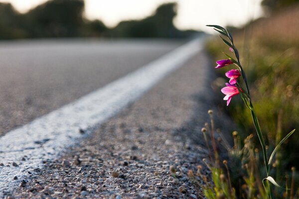 Bottom pink flower on the side of the road