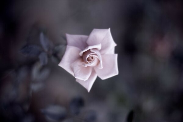 La rosa solitaria penetra en el alma