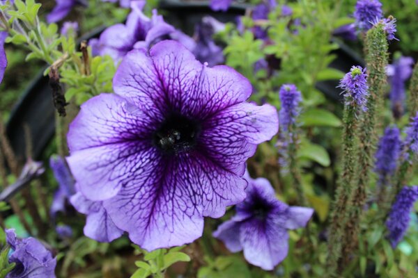 Garden. Flower close-up