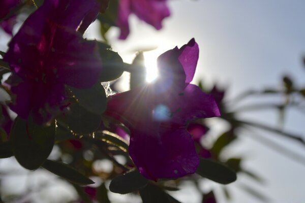 Fotos de flores en el fondo del sol