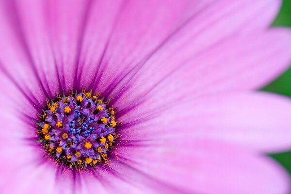 Flor púrpura brillante en macro