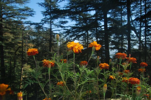 Orange flowers on the background of Christmas trees