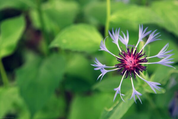 Hermosa flor con corazón púrpura y pétalos tallados en púrpura