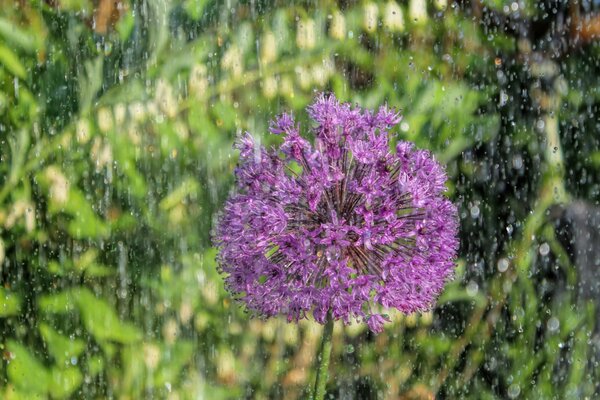 Flor silvestre bajo las gotas de lluvia