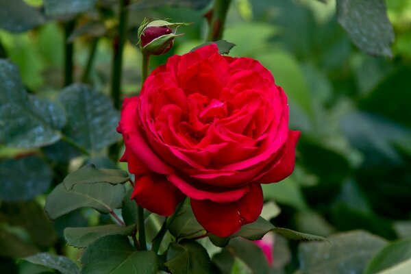 Floricultura de Jardim de pétalas de rosa