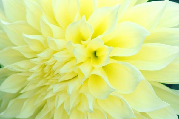 Closeup di fiore giallo chiaro