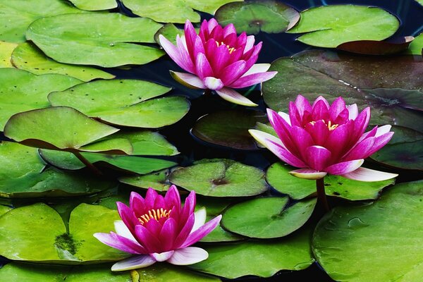 Lotus-Seerosen auf der Sumpffläche des Wassers