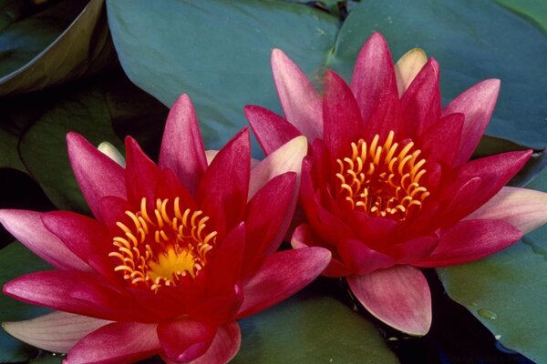 Flores de lótus para decoração de piscina