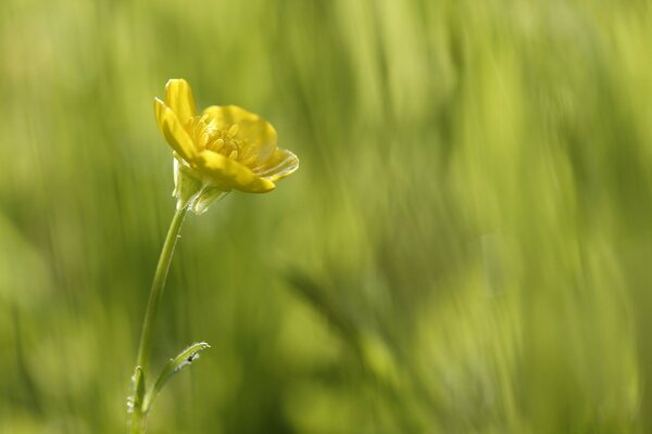 Fleur solitaire dans le paysage d été de la nature