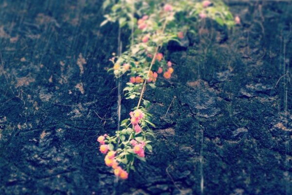 Paisagem Flores ha madeira