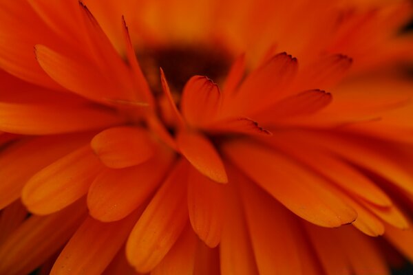 Orange petals close up