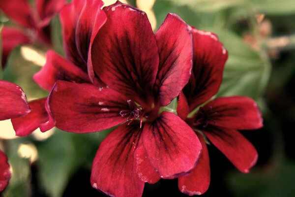 Fiore rosso su sfondo di foglie verdi