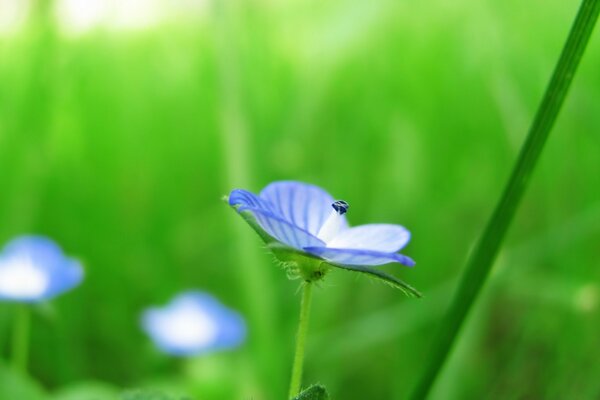 Desktop-Hintergrund Blumen