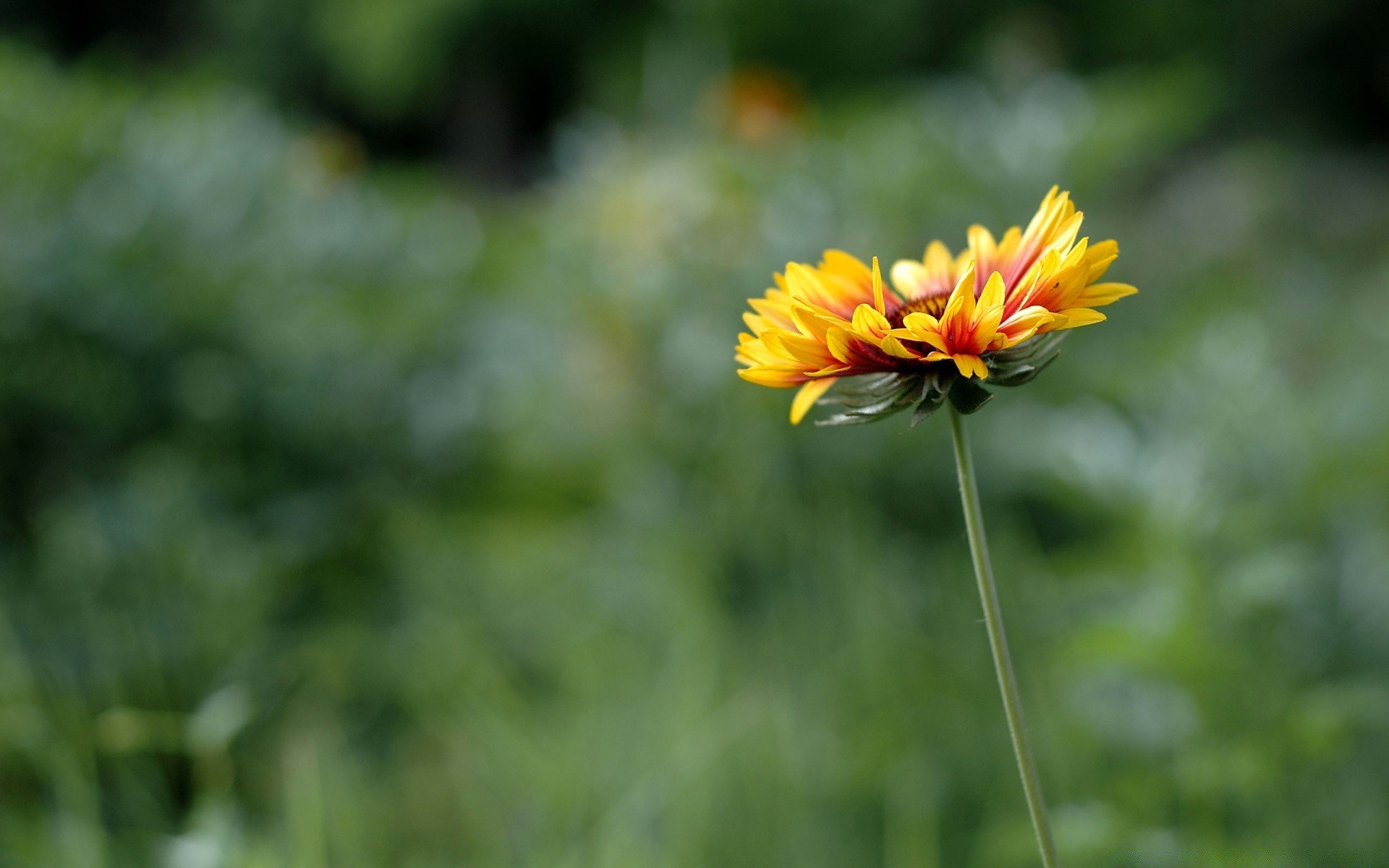 fleurs nature fleur été flore jardin couleur feuille croissance lumineux gros plan champ saison à l extérieur bluming