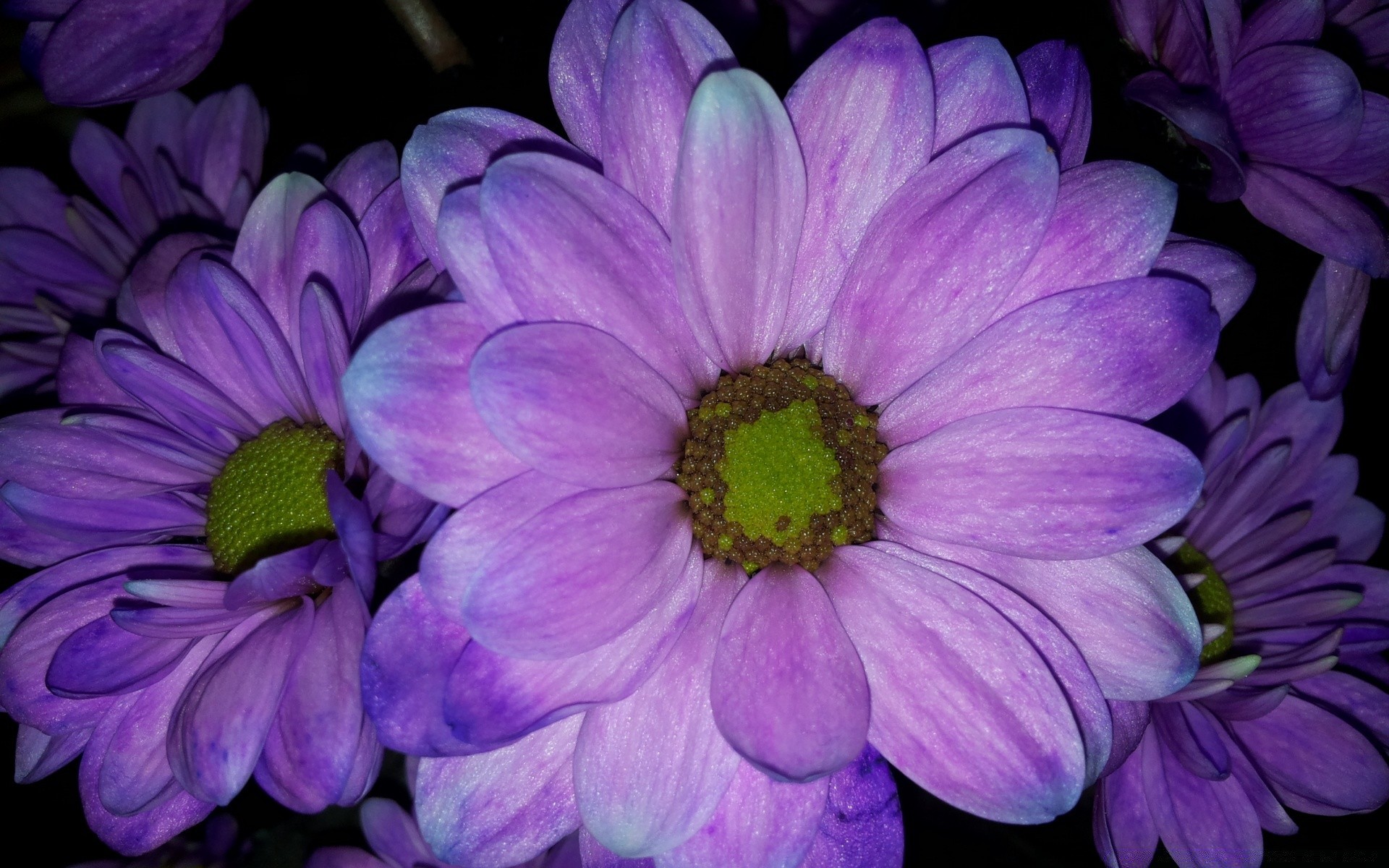 çiçekler çiçek flora petal çiçek doğa bahçe çiçeklenme renk yaz parlak dekorasyon güzel yaprak violet büyüme