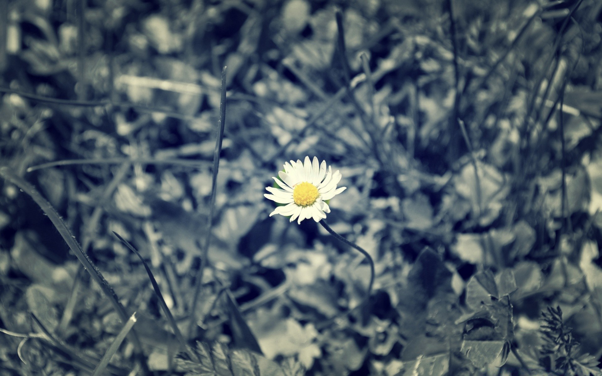 flowers nature flower flora field summer grass bright color leaf desktop rural close-up sun season floral