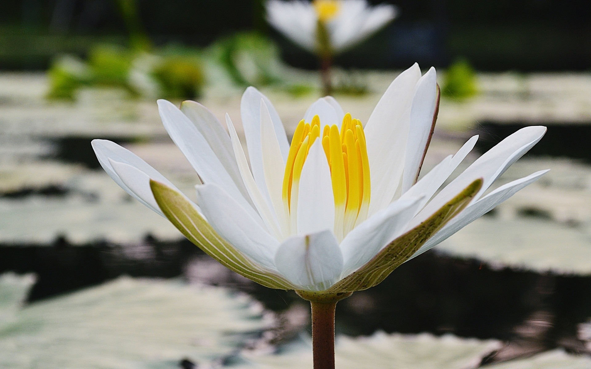 kwiaty kwiat natura liść lotos lato ogród flora lily bluming płatek basen na zewnątrz tropikalny