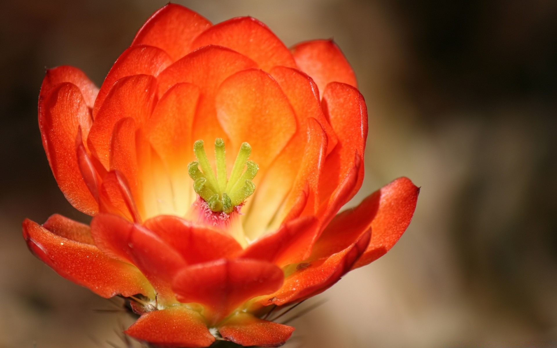 花 花 自然 叶 植物 花园 户外 花瓣 花 郁金香