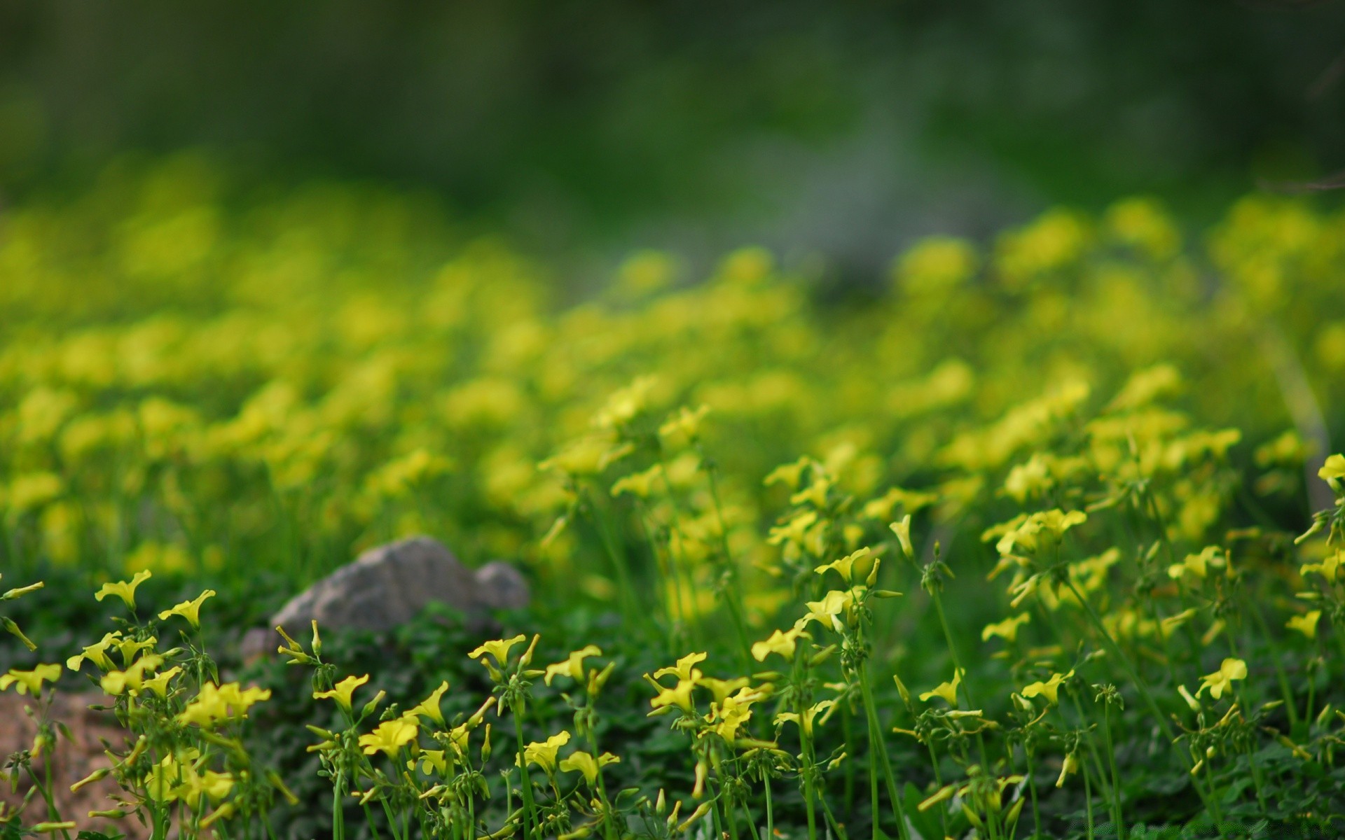 fleurs nature champ herbe feuille flore été rural croissance foin agriculture ferme fleur à l extérieur beau temps campagne soleil environnement jardin paysage