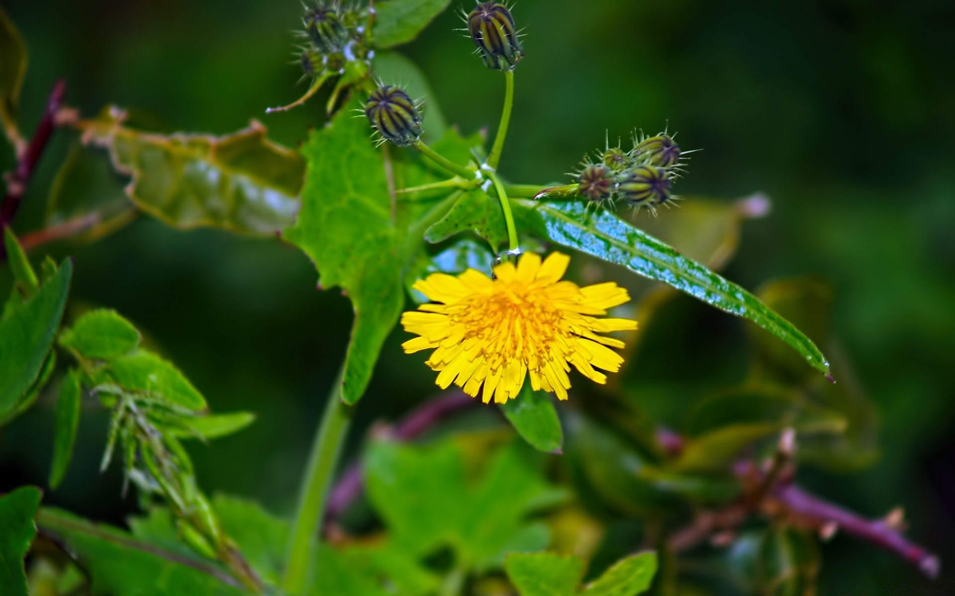 flowers nature flower flora leaf garden summer outdoors insect close-up wild color