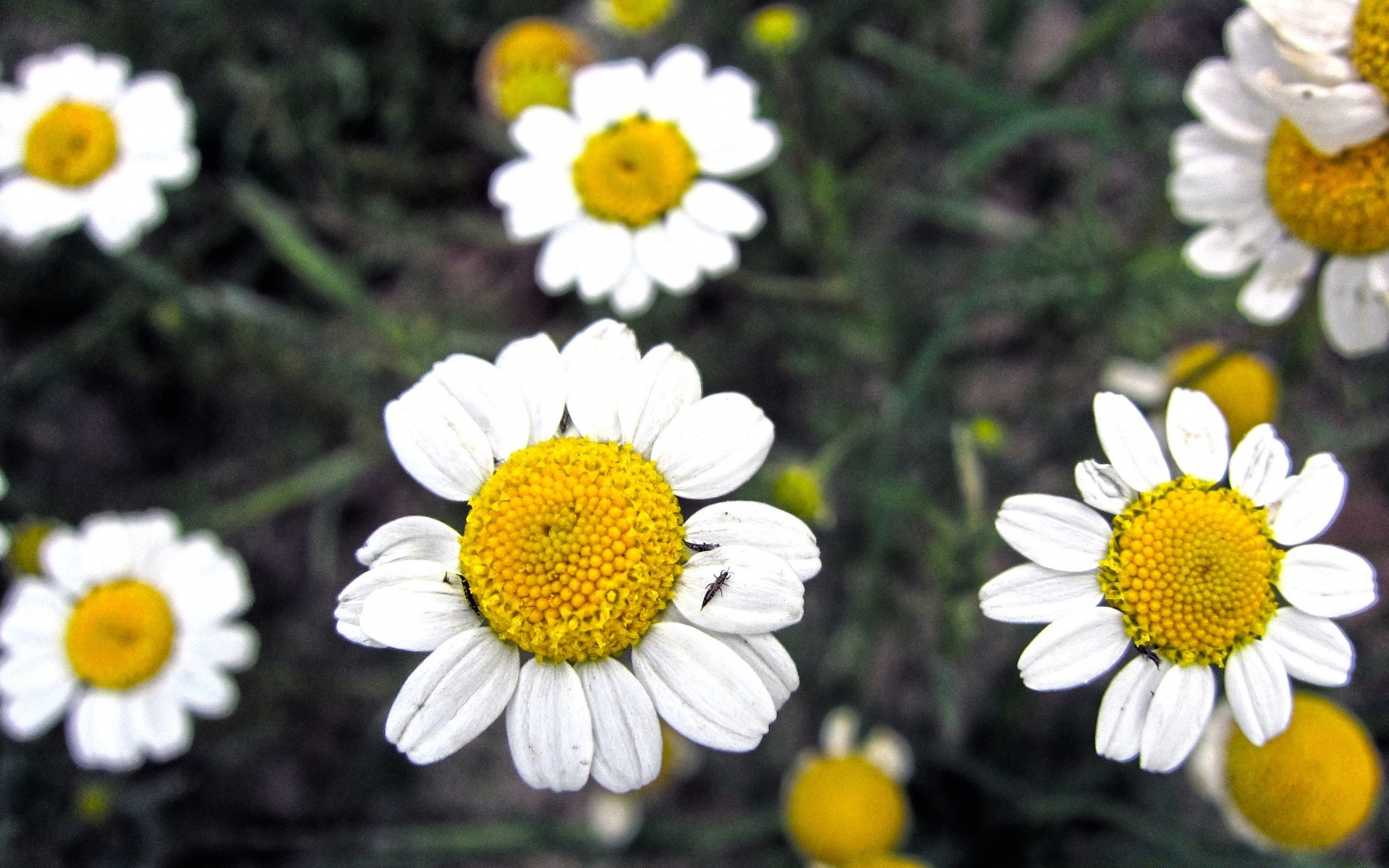 flores natureza verão flora flor margaridas jardim floral cor brilhante pétala temporada feno blooming close-up folha selvagem bela área de trabalho campo